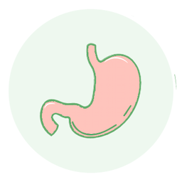 Stomach