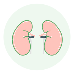 Kidney