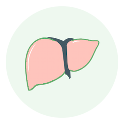 Liver