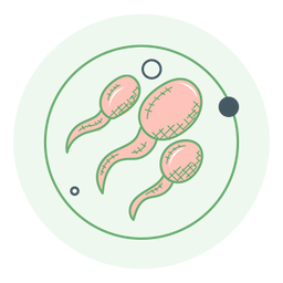 Fertility - Male